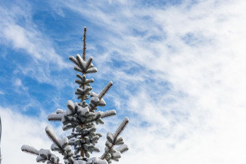 Winter Christmas landscape with blue spruce branches and blue sky.