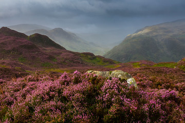 Borrowdale Fells in warm fall atmospheric light, with vivid red heather flowers and stormy weather in the distance