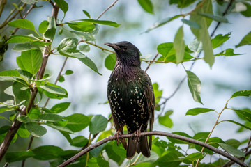 Starling on a branch of a green tree.