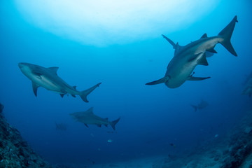 Bull Shark, Carcharhinus leucas in deep blue ocean