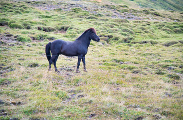 Fototapeta na wymiar Black horse in a mountain landscape