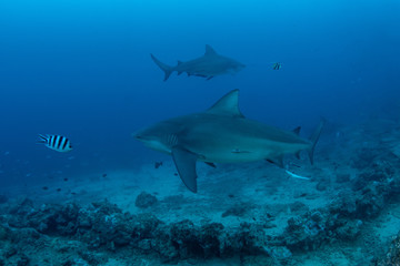 Fototapeta na wymiar Bull Shark, Carcharhinus leucas in deep blue ocean