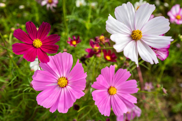 Obraz premium 활짝 핀 코스모스 꽃잎