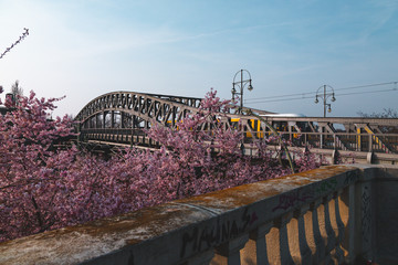 Kirschblüten