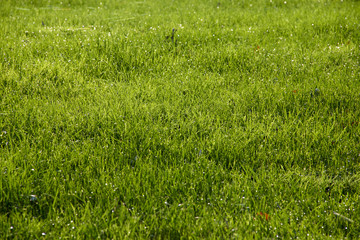 dew on a green field