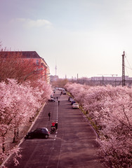 Kirschblüten in Berlin