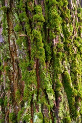 tree trunk with moss on the bark