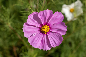 Obraz premium Pink Garden Cosmos