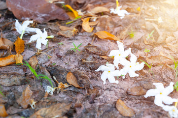 White flowers fill the ground with sunlight.