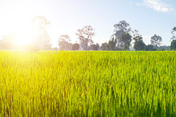Green rice fields with golden sun shining all over the fields.