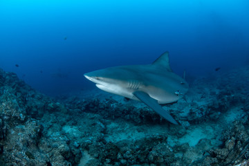 Bull Shark, Carcharhinus leucas in deep blue ocean