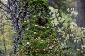 The trunk of an old birch covered with green moss.Vintage tree close-up.Fallen dry leaves.Artistic image on a blurred autumn background.Selective focus