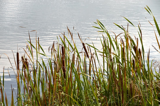 autumn bulrush on the lake