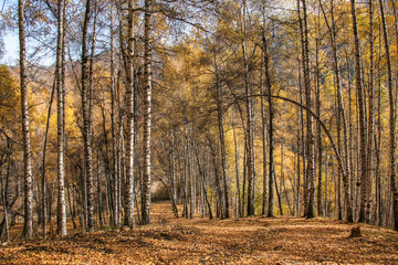 Fototapeta premium Allphotokz Kok Zhailau 20081009 9973 5D