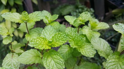 fresh mint in the garden