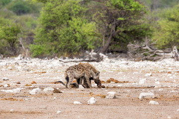 Hyena eating the rest of a kill, Etosha, Namibia, Africa