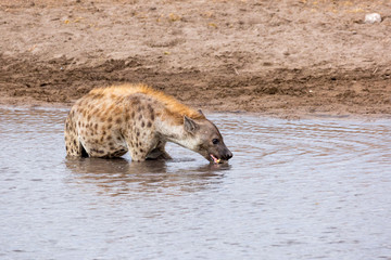 A drinking hyena in a waterhole, Etosha, Namibia, Africa