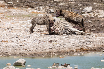 Fototapeta na wymiar Two bloodthirsty looking hyenas at a killed zebra, Etosha, Namibia, Africa