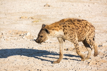 Close up of a hyena walking in the morning light, Etosha, Namibia, Africa
