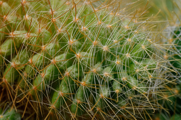 green prickly cactus close-up, macro