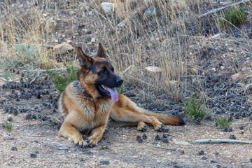 Perro Pastor Alemán, macho, tumbado al lado de un pinar.