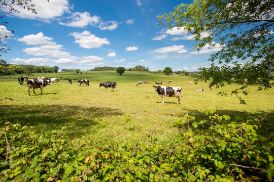 Granja