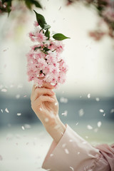 Woman's hand with a sakura branch among petals