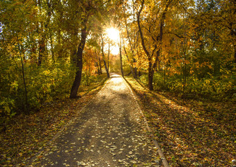 Fototapeta na wymiar Beautiful autumn landscape. Road in the park is strewn with leaves. Bright sun illuminates the road.