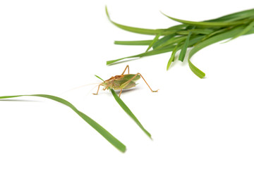 Grasshopper isolated on white background.
