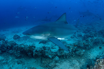Bull Shark, Carcharhinus leucas in deep blue ocean