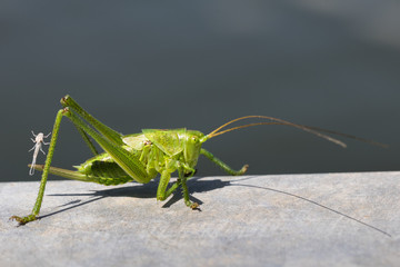 Sauterelle verte