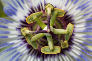 passiflora