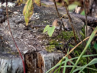 Little gray mouse on a stump in the forest looking for food