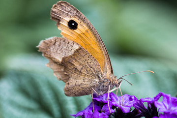 Fototapeta premium Papillon