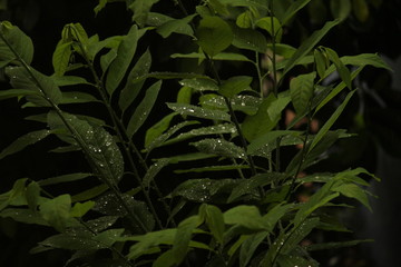 rain drops in the green leafs with dark background
