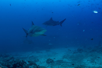 Bull Shark, Carcharhinus leucas in deep blue ocean