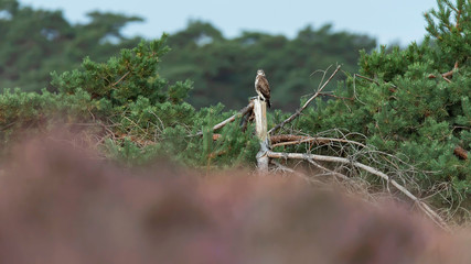 Buzzard perched on top of pine.