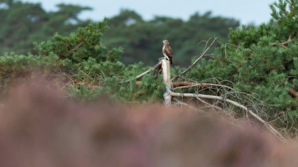 Buzzard perched on top of pine.
