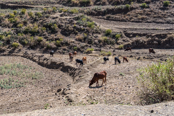 Brahman or Zebu bulls on the road to Gheralta in Tigray, Northern Ethiopia