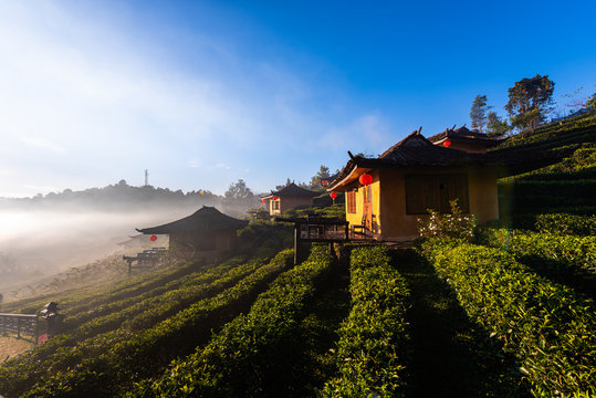 Home town in tea fields with fog in the moring. Ban Rak Thai Village, Mae Hong Son, Thailand.