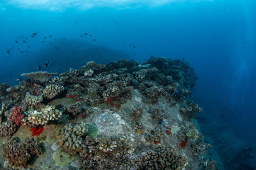 Fototapeta na wymiar Shipwreck at Pacific harbour became artificial reef 