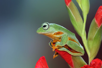 Fototapeta premium Flying frog on red flower, beautiful tree frog on red flowe, animal closeup