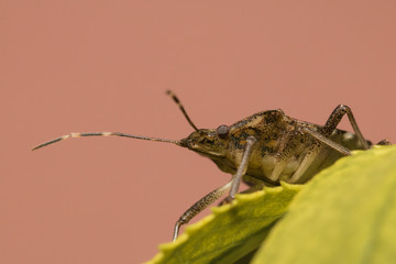 Bug