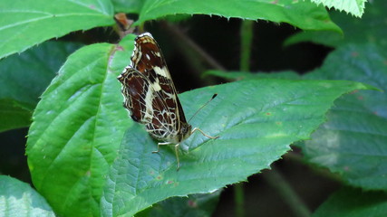 Schmetterling