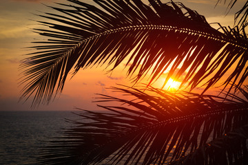 Ocean sunset visible through palm leaves