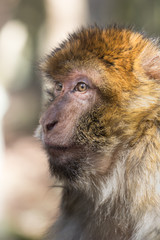 Macaque