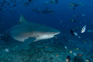 Bull Shark, Carcharhinus leucas in deep blue ocean