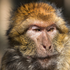 Portrait macaque