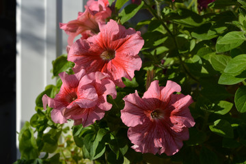 Obraz premium Pink petunias - perfect container plants - grow in small garden on the balcony.
