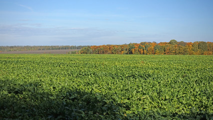 Fototapeta na wymiar A field with growing sugar beets.